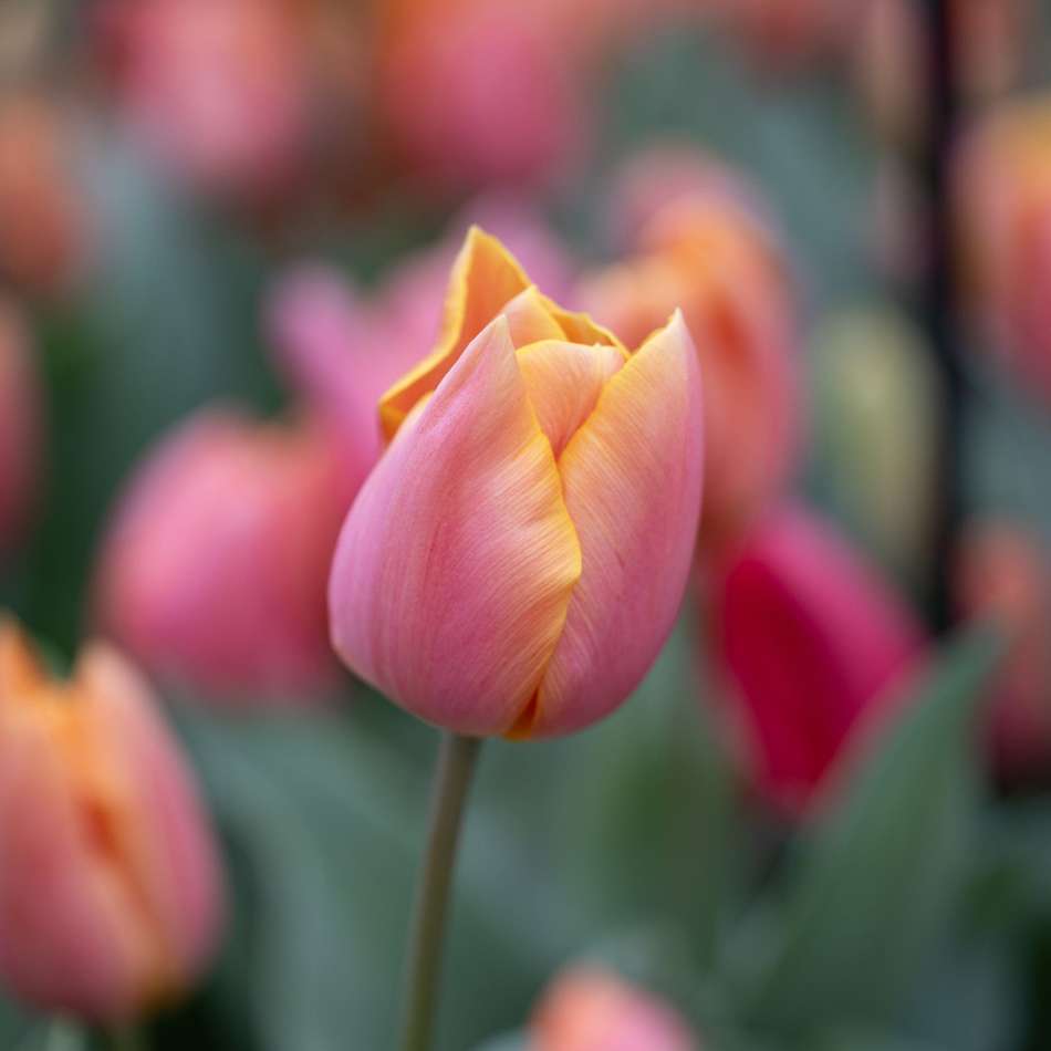 'Jimmy Family' tulpanblandning